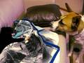 Lulu taking over Audrey's territory on the couch...