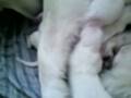 Des Bébés BBS
