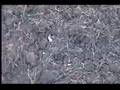 Homemade Firecracker vs Rusty Old Cenex Can