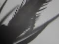 Vid�o patte de la mouche � merde au microscope