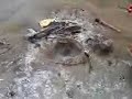 cangrejito playero