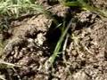 Killing Fire Ants