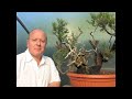 Bonsai Basics - Restoring Deadwood