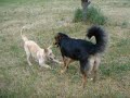 Ginger und Trufo