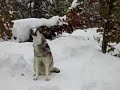 Wolves Howling in Montana
