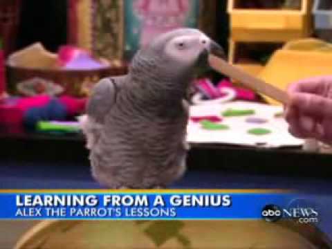 Alex the parrot