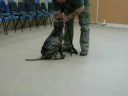 Dingle at school age 13 weeks old 3