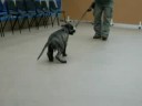 Dingle at school age 13 weeks old 3