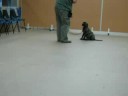 Dingle at school age 13 weeks old 3
