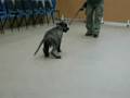 Dingle at school age 13 weeks old 3
