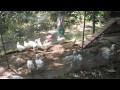 Click here to watch this video Chicken Puppies?