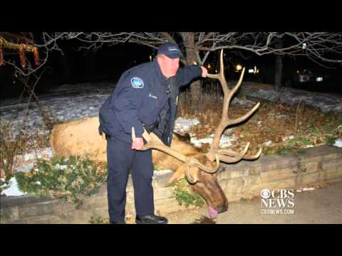 Vigil held for Colo. elk shot by police officer