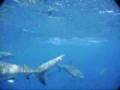 Haleiwa Shark Cage Video - 2nd Installment