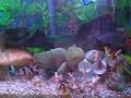 videos de Loaches 12-10-2008