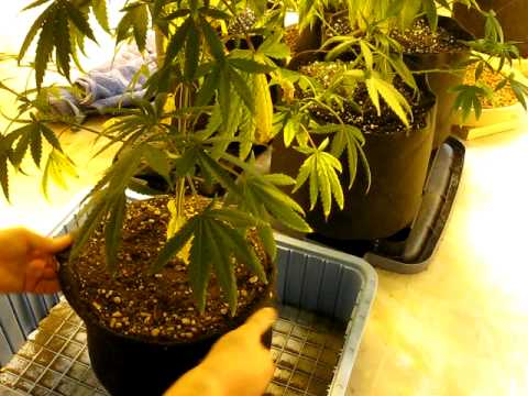 how to transplant from pot to pot