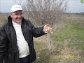 <b>kavşut</b> videolar