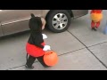 Caleb and Bryant's first Trick-or-Treat 2009