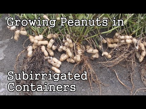 how to grow peanuts