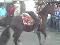 beto garibaldi bailando al cabalo arabe de pedro ruelas beto garibaldi bailando al cabalo arabe de pedro ruelas