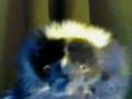 videos de Bud Mcskunky-The Stinking Comedian