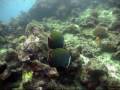 MALDIVES 6.- BOTTONS NEENGE FARU-ipod.mp4