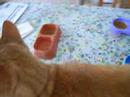 cat food II cat food II
