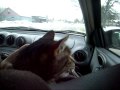 Kitty Mow Car Ride.
