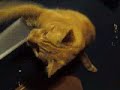 playin with the cat