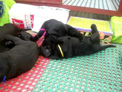 One Month Old Labrador Retrievers Playing Around (Part II)