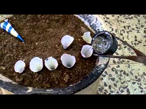 plomos -