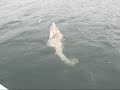 Toby hooked a guitar fish, at Kings harbor, using squid. And I helped him bring it in.