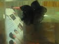 Black lace HM male