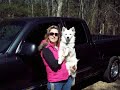 Loki the Miniature American Eskimo
