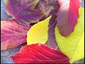 CORES DO OUTONO