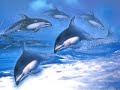JW - The Big Blue (Dolphins) JW - The Big Blue (Dolphins)