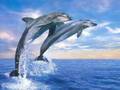 JW-The-Big-Blue-Dolp