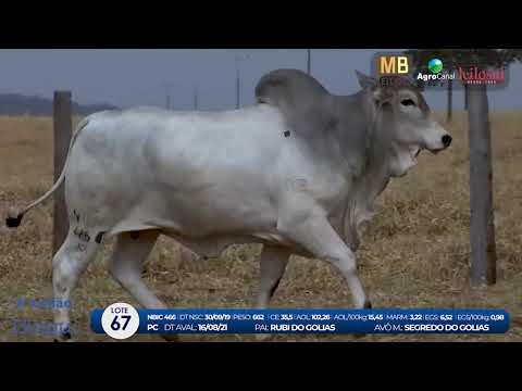 2 DE OLHO NA FAZENDA NELORE BIRIGUI