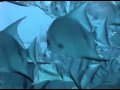 MERGULHO EM NAUFRAGIO  MARTE SERRAMBI PERNAMBUCO BRASIL WRECK DIVE BRAZIL SCUBA