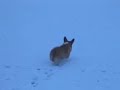 Rosie in the Snow