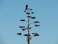 Aguilillas y Podencos 4
