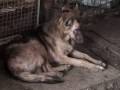 繁殖犬の最後の施設／ALIVE映像