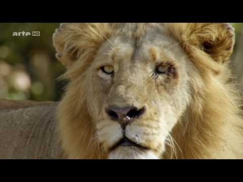 Afrika - Raubtiere und der Marulabaum [Doku 720p]