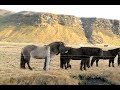 Oraefi and Ponies