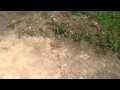 Home made cricket pitch