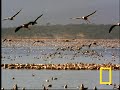 Flamingos of Bogoria Flamingos of Bogoria