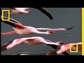 Flamingos of Bogoria