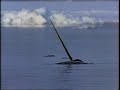 Wild Detectives: Narwhal Tooth Wild Detectives: Narwhal Tooth