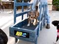 Amber runs on dog treadmill