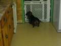 Daschund Puppies