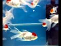 Goldfish-Red Cap (M)